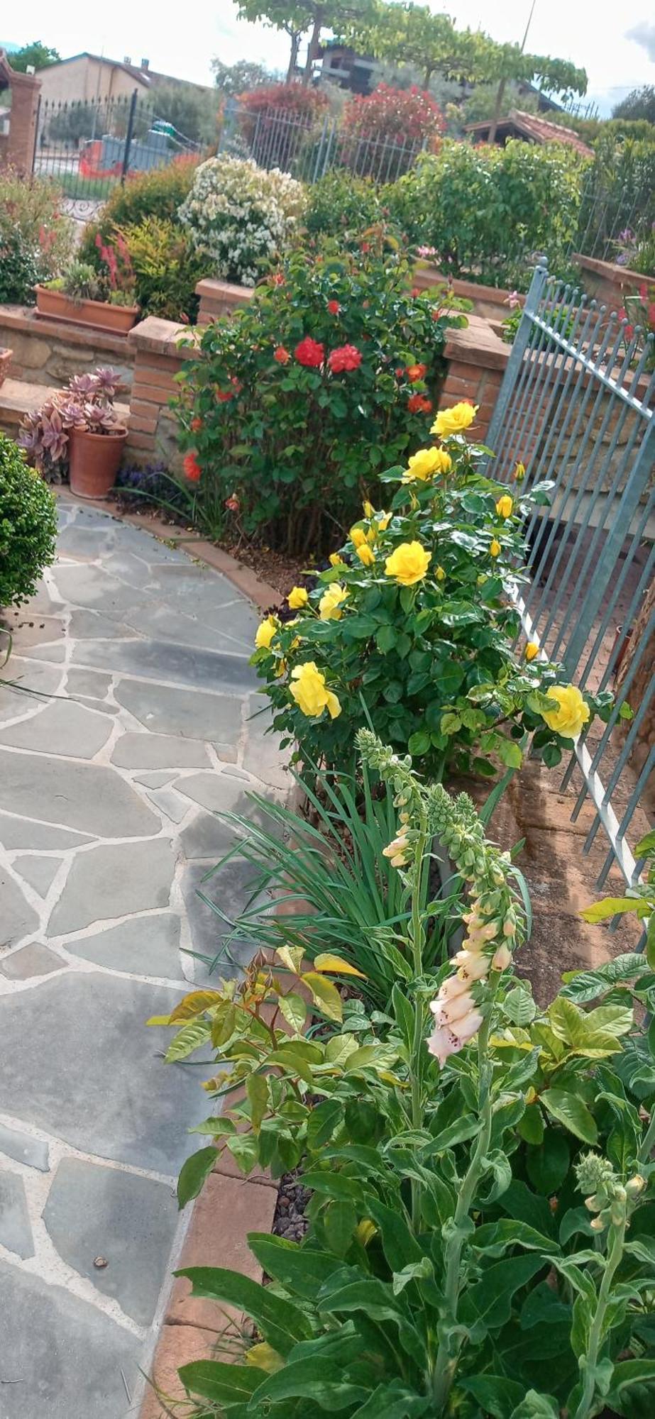 Olivo Bonsai Hotell Passignano sul Trasimeno Exteriör bild